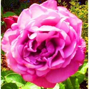 Sister Zodiac(feat. Keyboards)