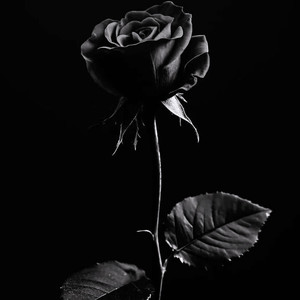 Non Capiamo (Explicit)