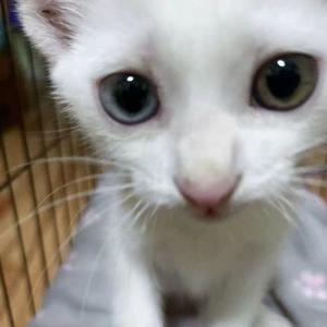 RB. - 薄荷luv (薄荷爱)