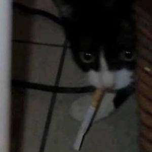 smokingmylungzout (Explicit)