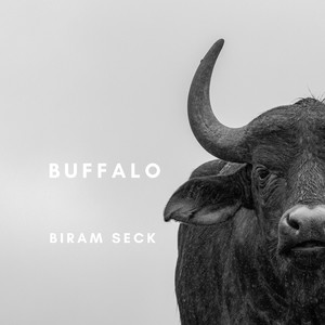 buffalo