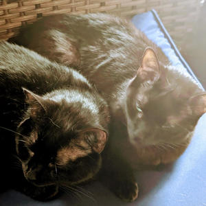 love letters (Explicit)