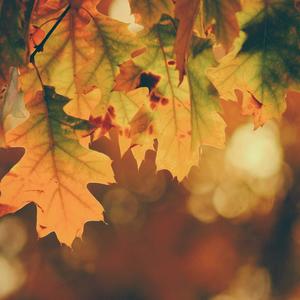 We Are Leaves (feat. Paul Hulm) (Narration with instrumental guitar)
