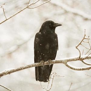 Not A Freestyle Nas Is Like (Explicit)