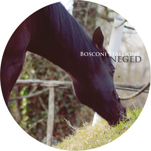 Bosconi Stallions - Neged