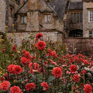 Black Roses_夢Tyne (Full Band Version)