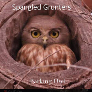 Barking Owl