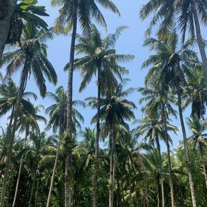 Gas Freestyle (Explicit)