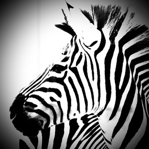 COAL MINE (FEAT BRAD SEASSOM)