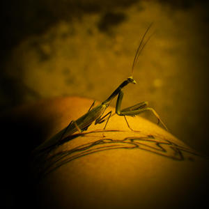 Tu Sombra (feat. Fairy & Vecko) (Explicit)