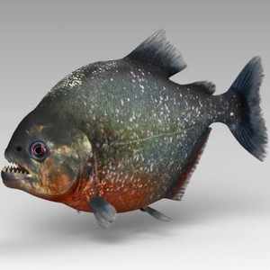 Piranha