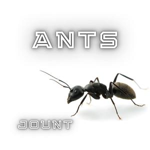 Ants (Explicit)