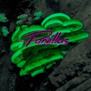 Panellus (feat. Meg Maze)