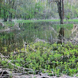 Rainy Swamp (feat. White Noise Radiance, Nature on Record & avatar zen)