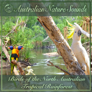 Kookaburras In The Open Bushland