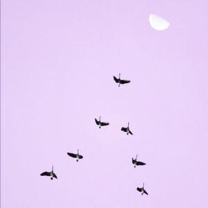 Future Self (Explicit)