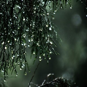 Windy Rain on Pavement