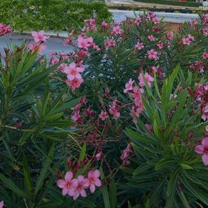 Prima Donna (feat. Numerohuno) (Explicit)