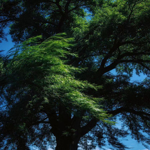 SpringThing(极致氛围)-一只困屁熊