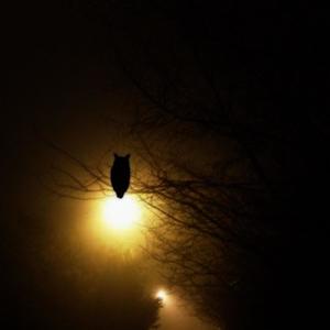 Night Owl (Explicit)