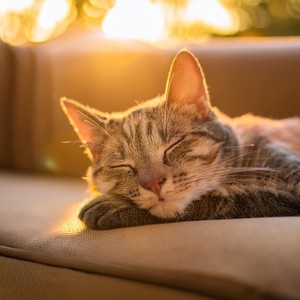 Gracia De Piano: Melodías Calmantes Para Gatos