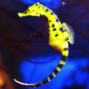 sea horse Ⅱ