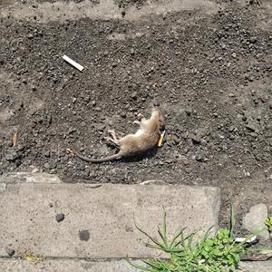 8 Tracks (feat. Lando Love) (Explicit)