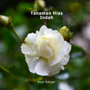 Tanaman Hias Indah