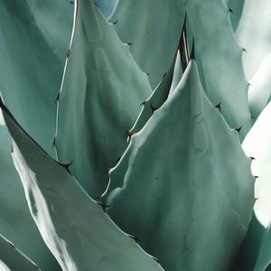 Mint Green(feat. Nabil Sioty) (Explicit)