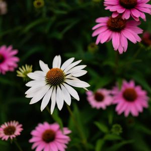 The Vacuum Dimension