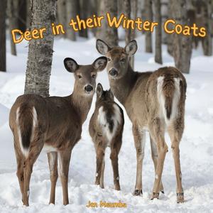 Deer In Their Winter Coats