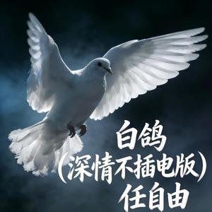 白鸽 (深情不插电版)