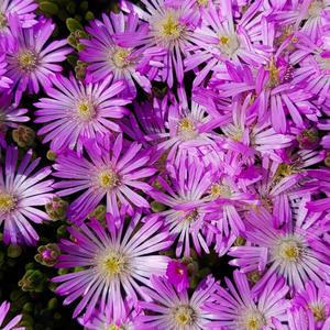 Dar Gozashtaniha در گذشتنی‌ها نظر کردم دمی