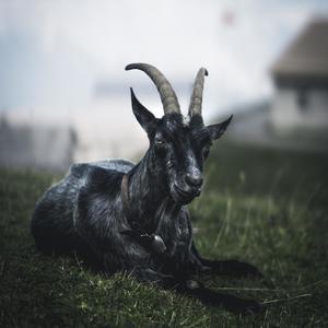 GOAT (Explicit)