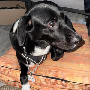 17036 Freestyle (Explicit)