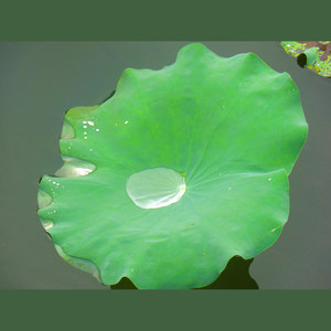 活力菌Z - 午后的古风