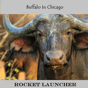 Buffalo In Chicago