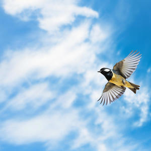 Little Bird (feat. Jay the Duke)