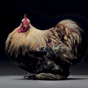 Chickenhead (Explicit)