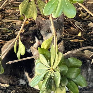 id do anything for you