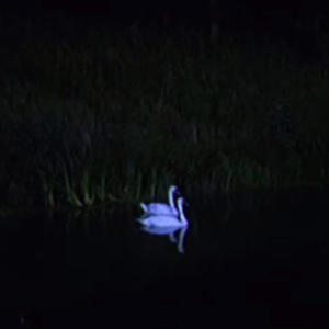 edge of reality/phsycosis