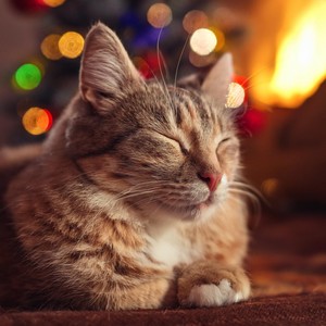 Melodía De Patas Suaves