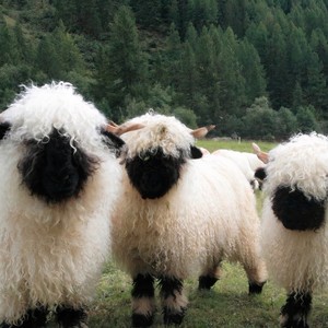 Cellar (Remix|Explicit)