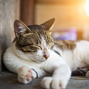 Melodías Tranquilas Para Gatos Acogedores