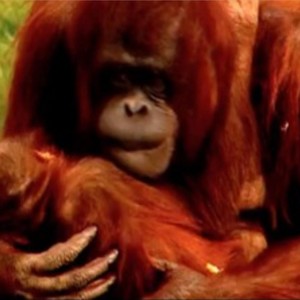 I Say Save Orang-Utans