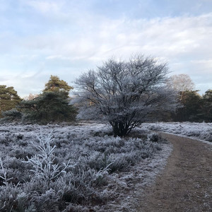 Uitsneeuwende Mist