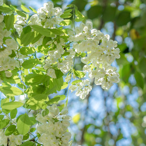 樱花草 (张帆宇|思陈 remix)