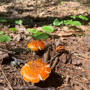 2 Douglas Stewart Songs: I. The Fungus (feat. Vivian Yau & Tengku Irfan)