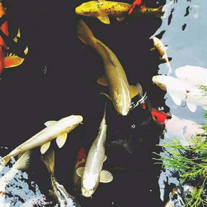 王者战歌 (DJ加快版)