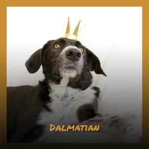 Dalmatian